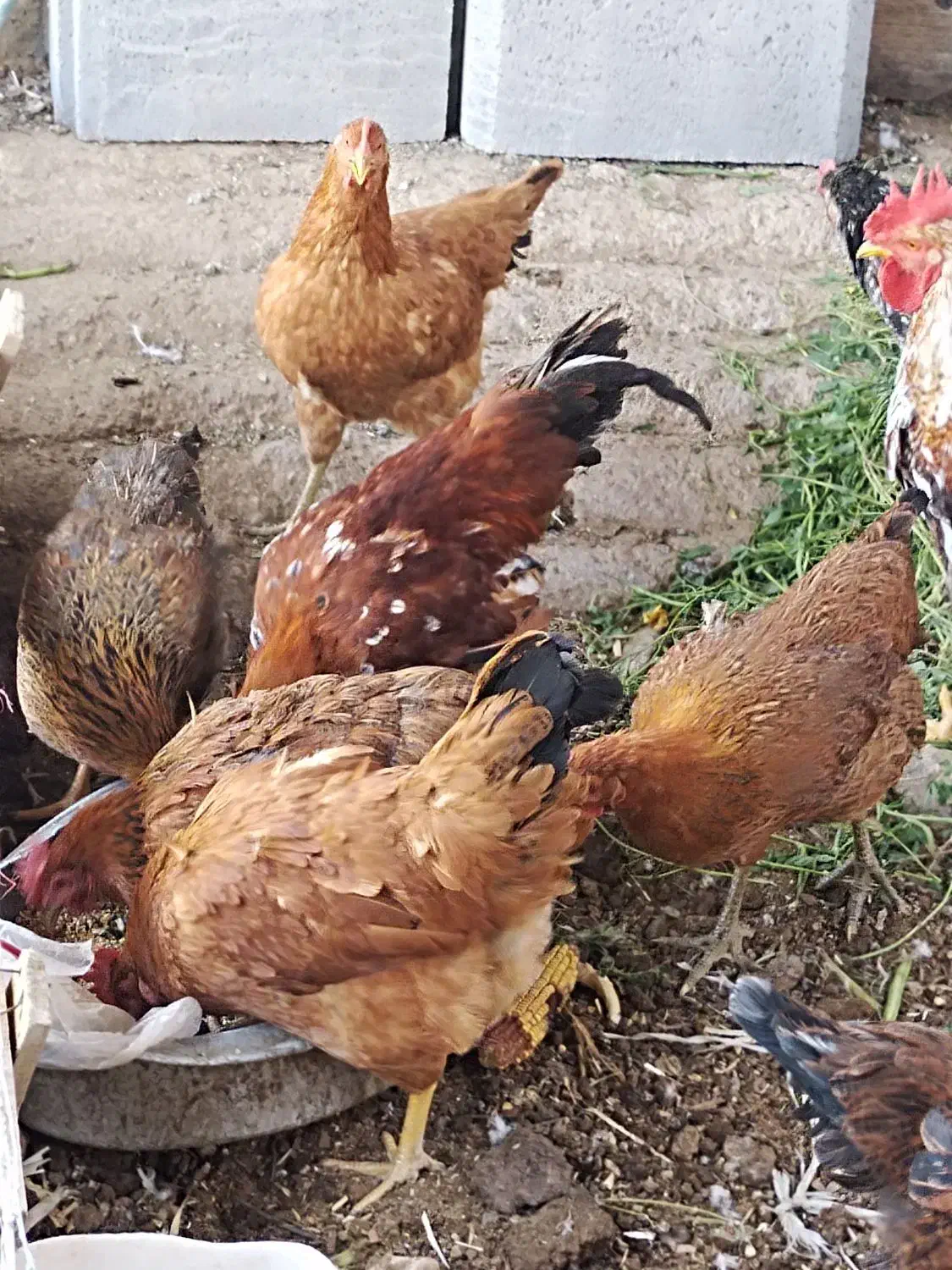 فروش 4 خروس و 15 مرغ تخم گذار|حیوانات مزرعه|شیراز, جمال آباد|دیوار
