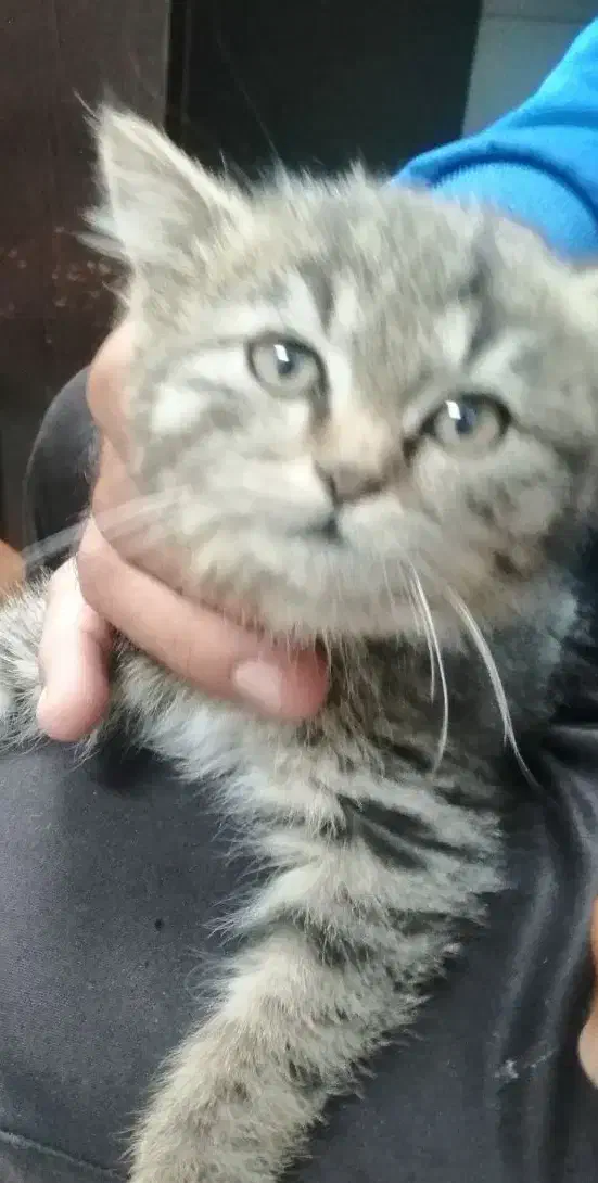 گربه ملوس|گربه|زرقان, |دیوار