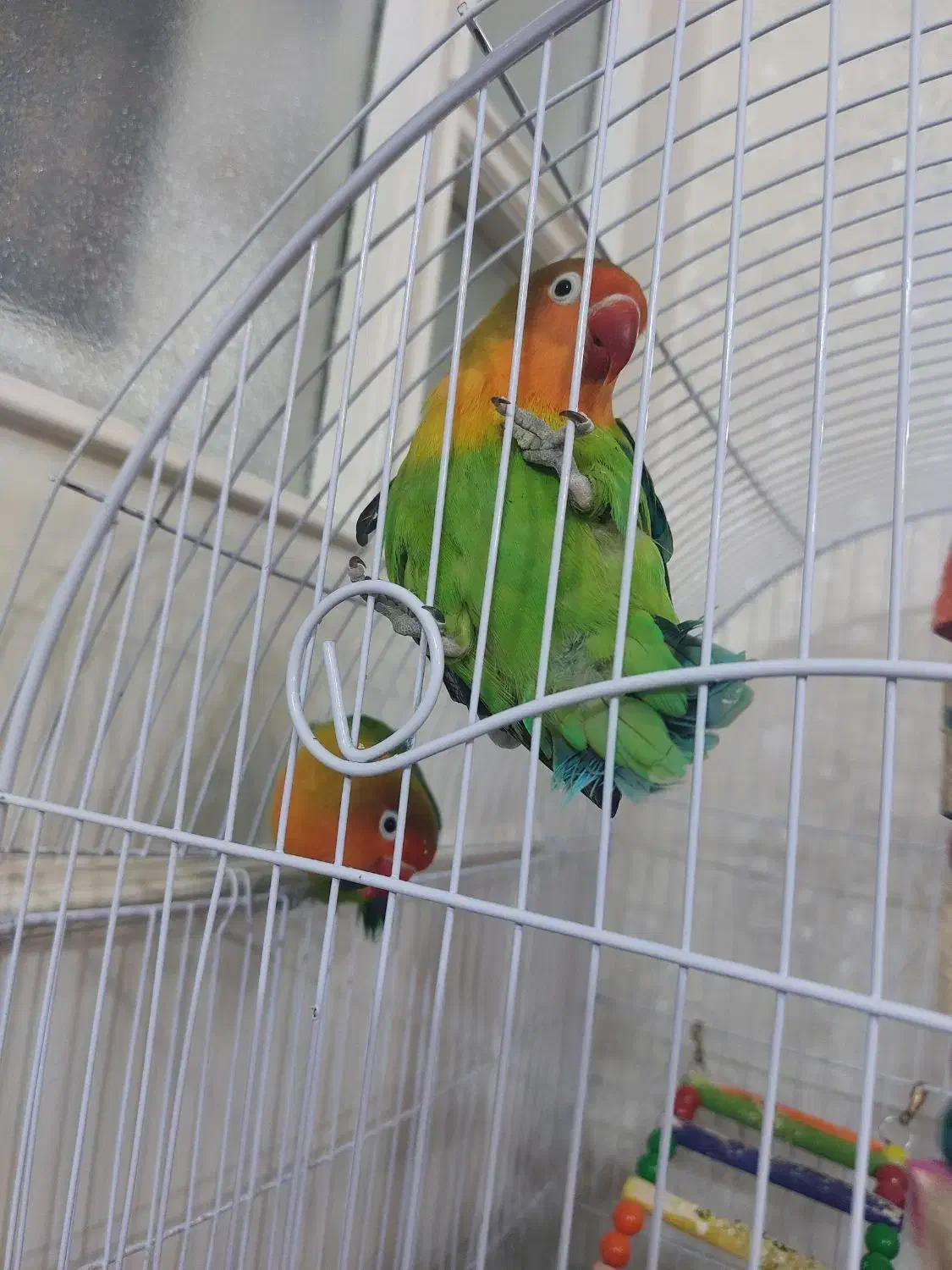 یک جفت کوتوله نر ماده سالم بازیگوش خوش رنگ۱۳۰۰|پرنده|مشهد, آزادشهر|دیوار