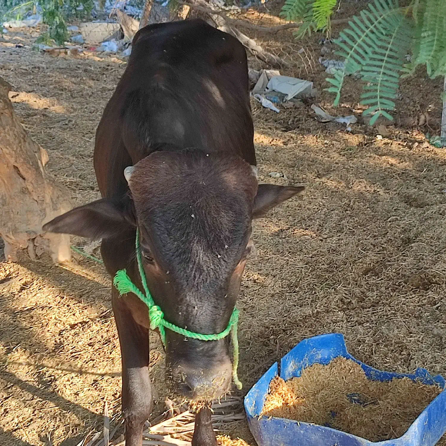 گاونر|حیوانات مزرعه|بمانی, |دیوار