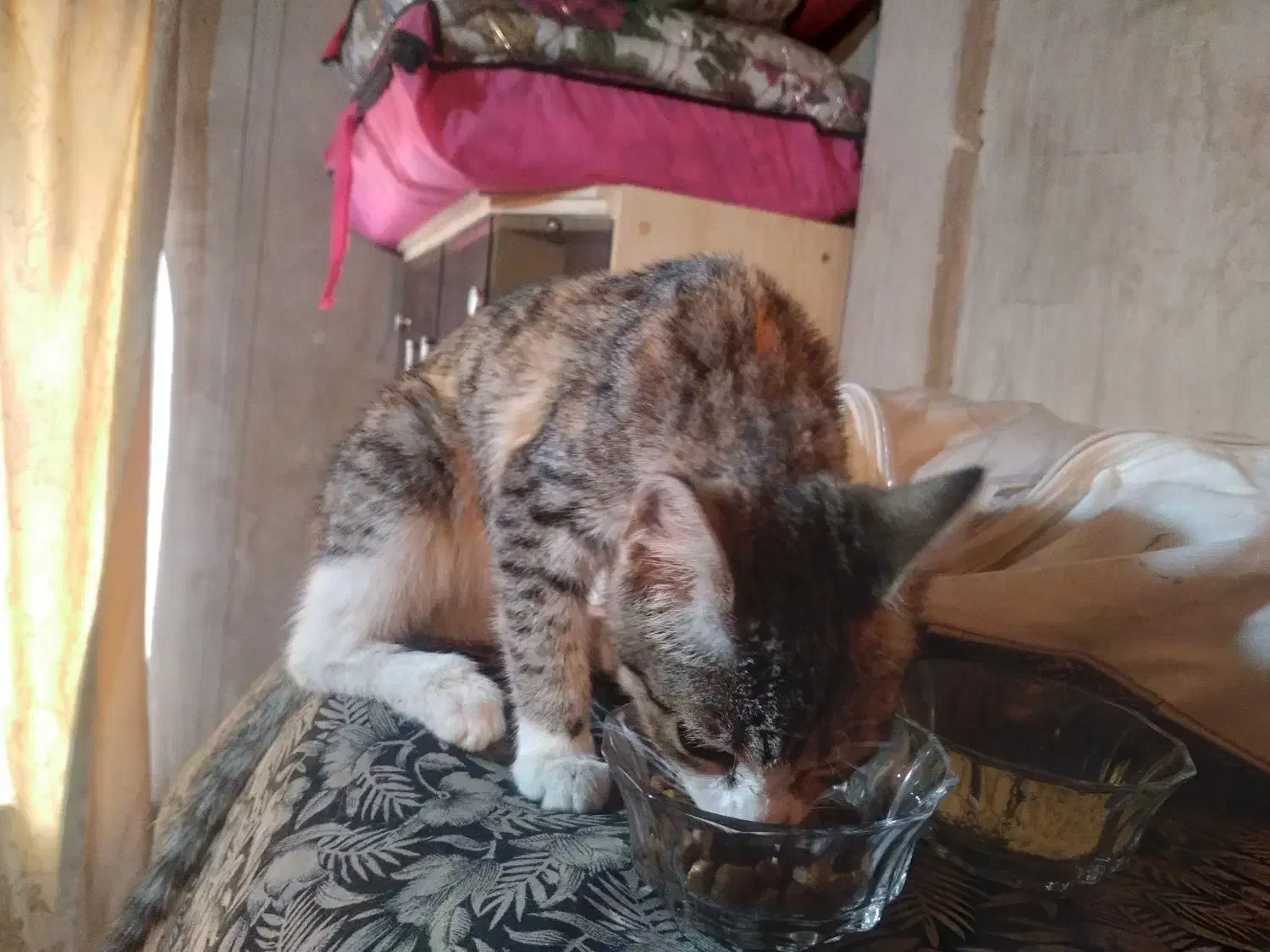 واگذاری رایگان بچه گربه ماده ۳ ماهه|گربه|بوکان, |دیوار