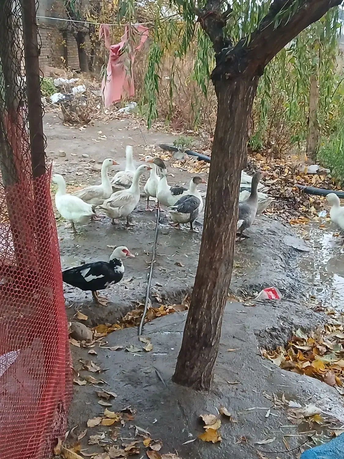 غاز نر و ماده (جوجه اردک اسرائیلی و معمولی)|حیوانات مزرعه|محمدشهر, همایون ویلا|دیوار