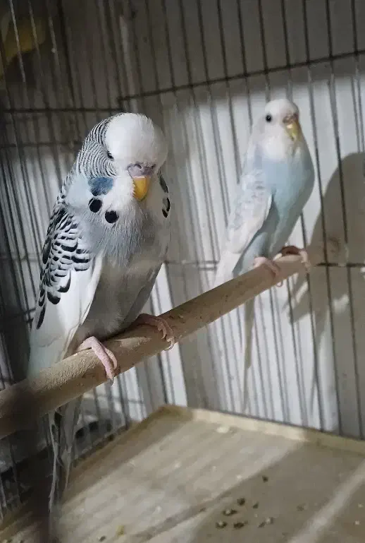 طوطی برزیلی فنچ مرغ عشق عروس قفس|پرنده|محلات, |دیوار