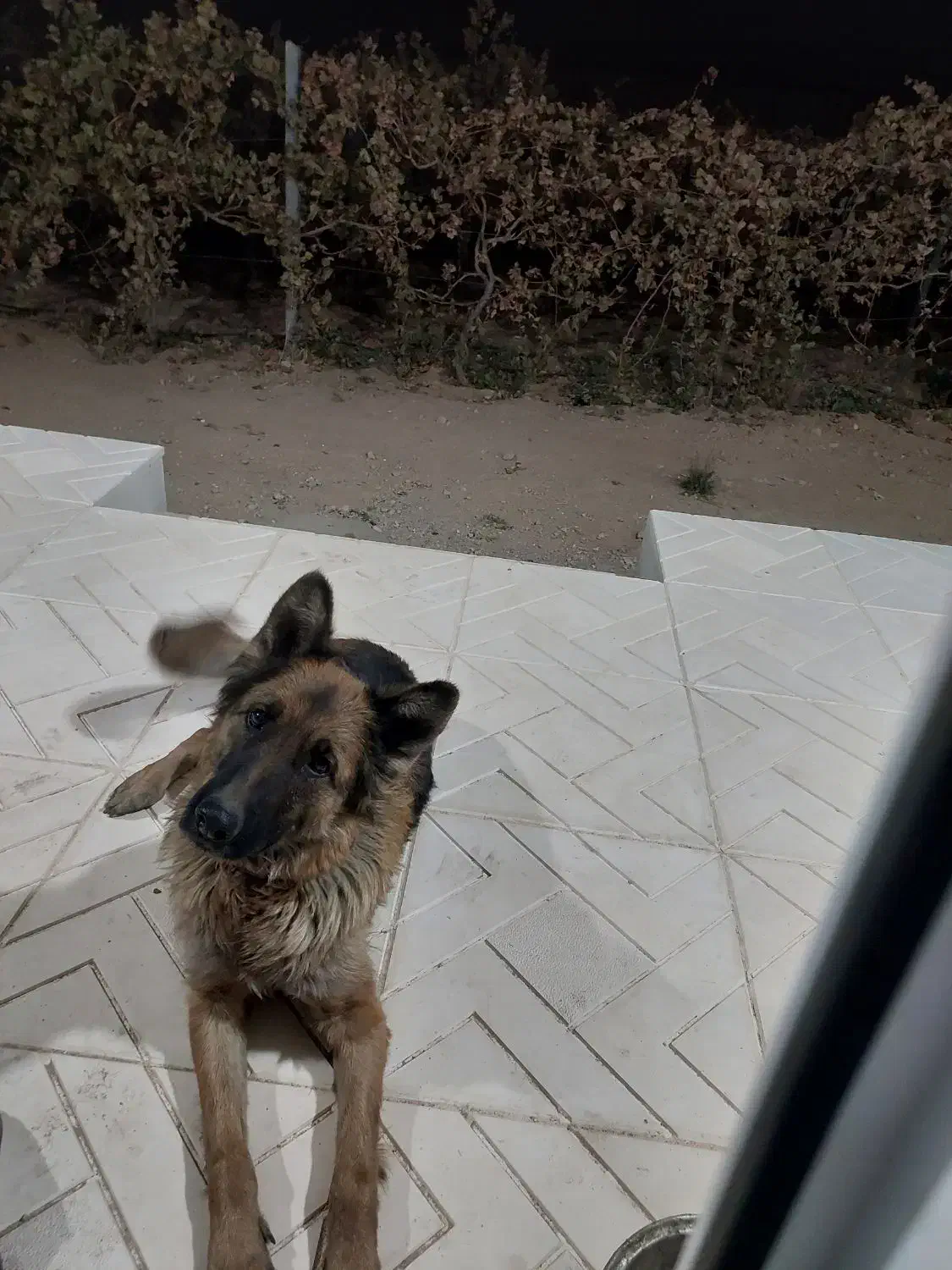 واگذاری سگ ژرمن|سگ|کبودرآهنگ, |دیوار