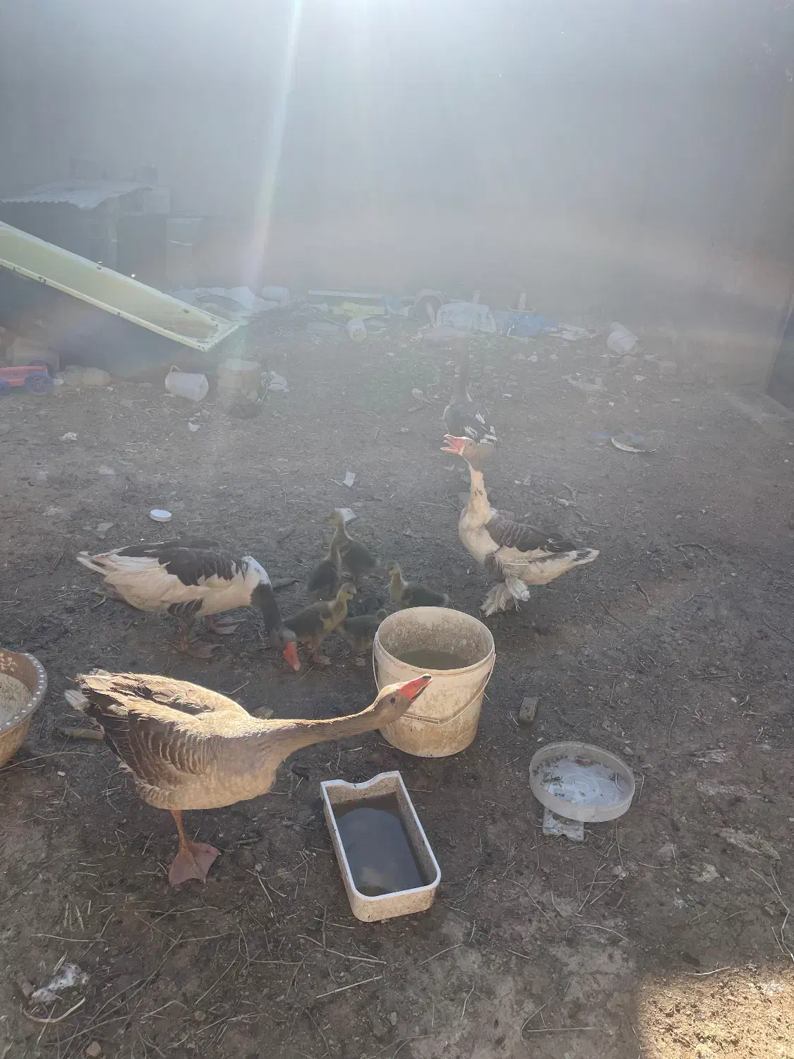 غاز|حیوانات مزرعه|ساوه, |دیوار