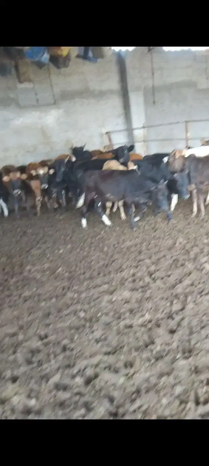 فروش ۲۸ راس گوساله دورگ|حیوانات مزرعه|تهران, آرژانتین|دیوار