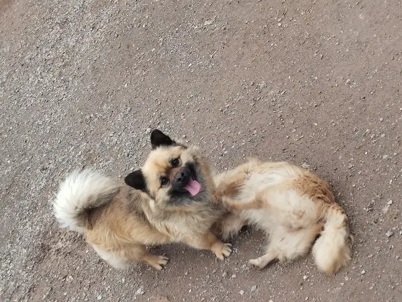 پاکوتاه|سگ|مشهد, کوی سیدی|دیوار