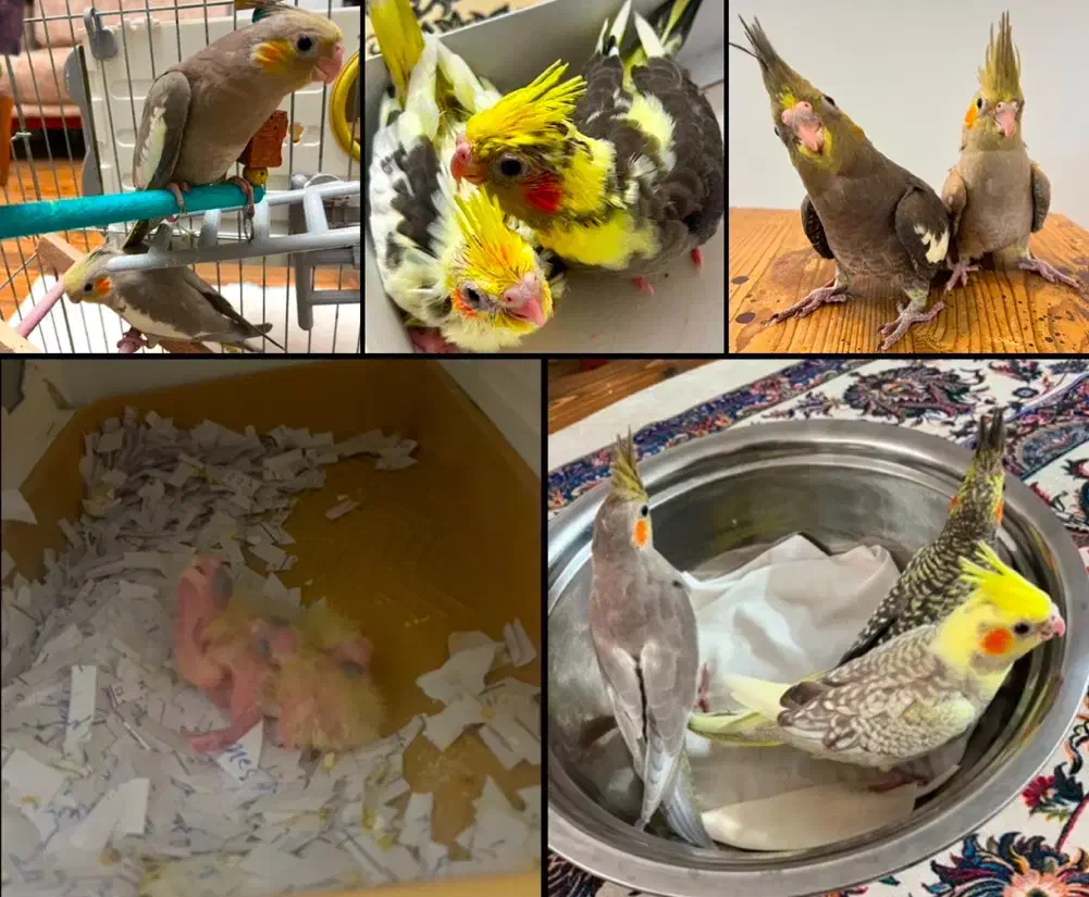 جوجه ۴۰ روزه عروس هلندی دون خور سرحال دستی و رام|پرنده|لنگرود, |دیوار