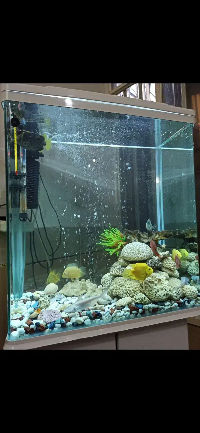 آکواریم دلسا درحد نو با ماهی گوشتخوار|ماهی|شیراز, پودنک|دیوار