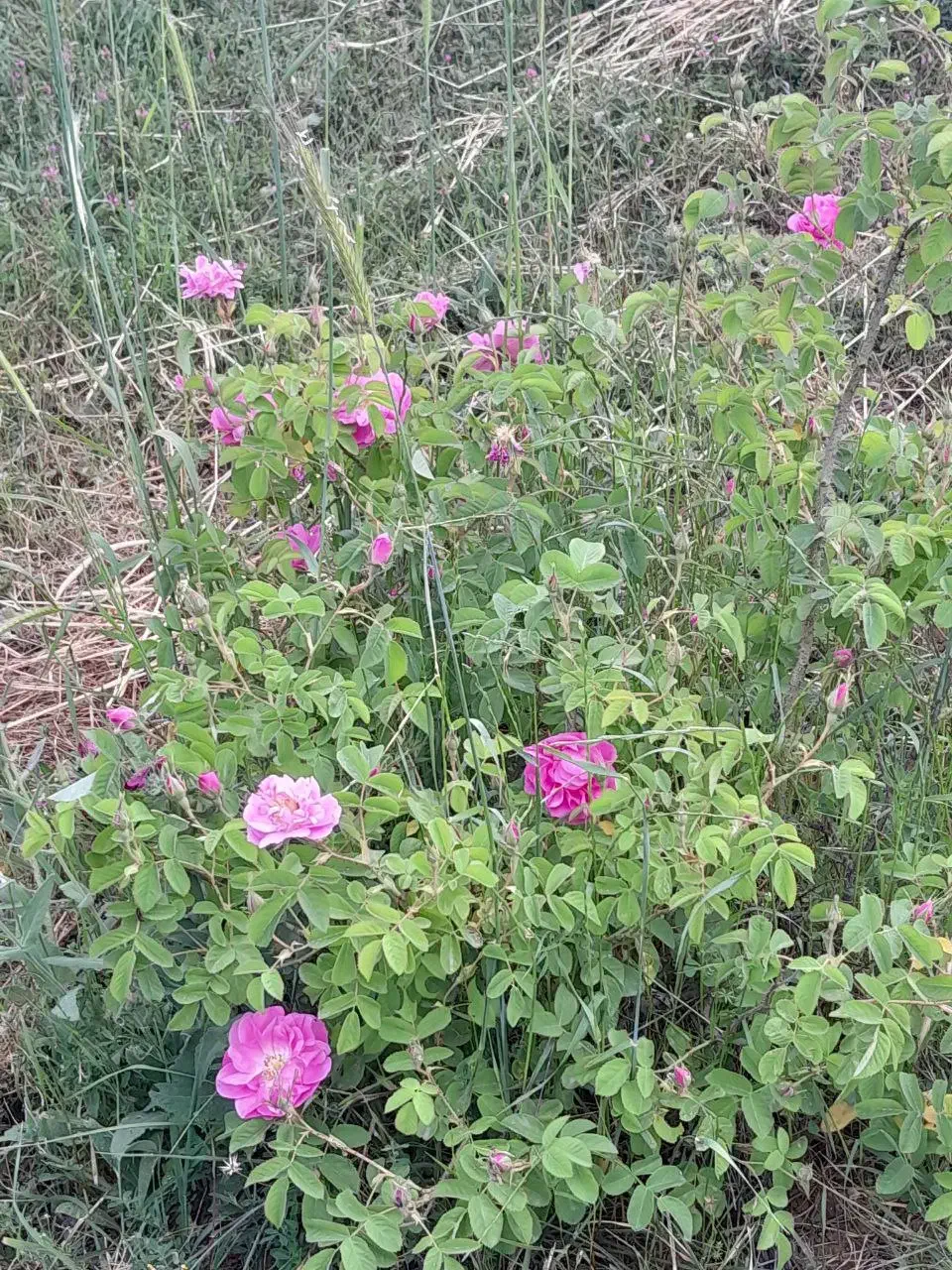 نهال سه ساله گل محمدی|گل و گیاه طبیعی|کلاردشت, |دیوار