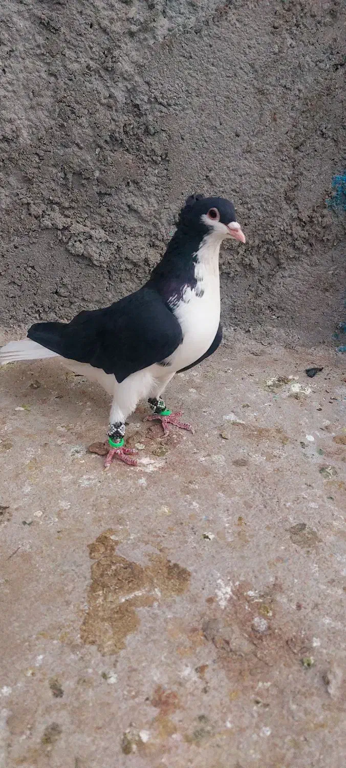 ساده کاکل|پرنده|زاهدان, |دیوار