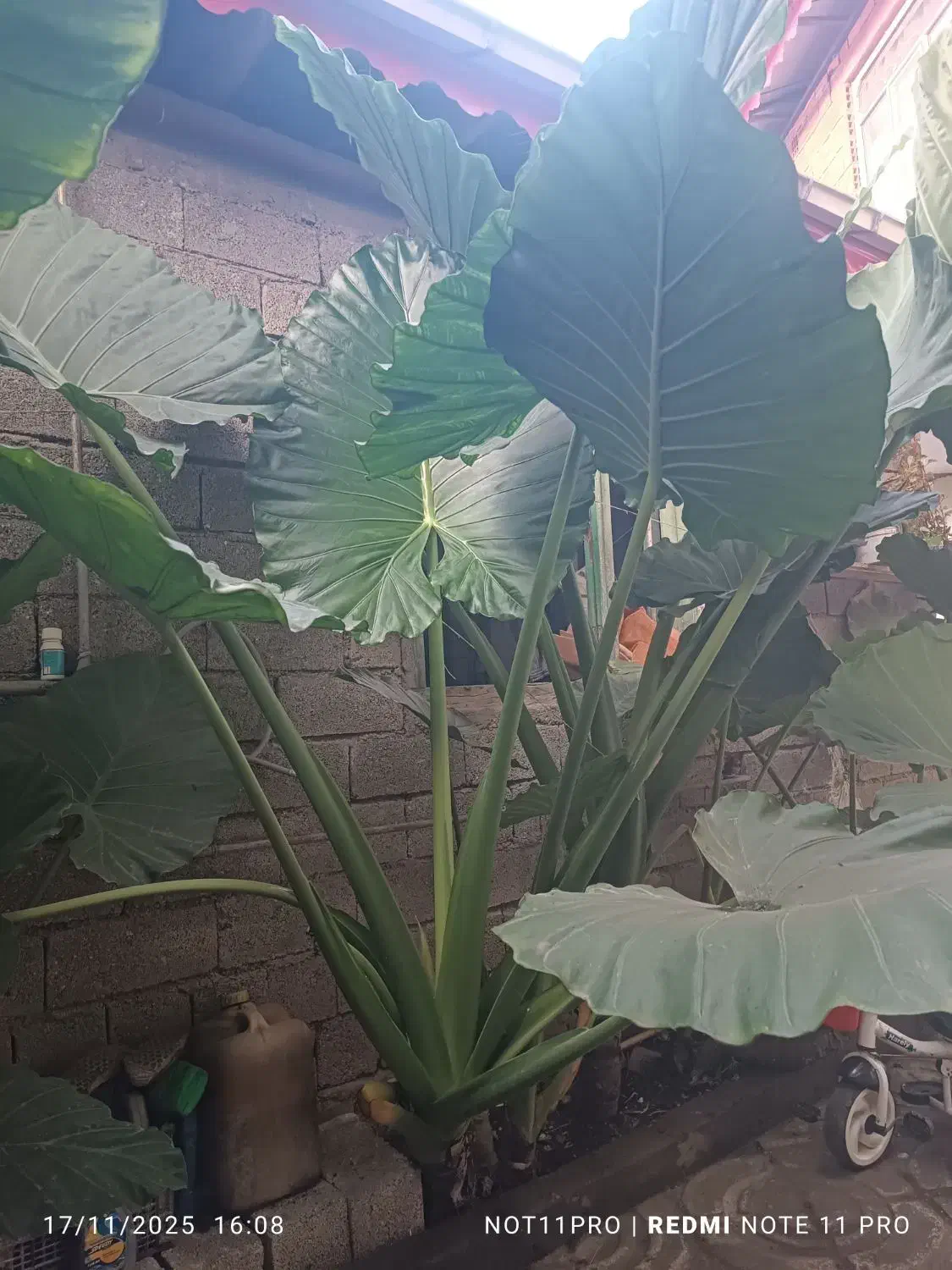 گل  بابا آدم|گل و گیاه طبیعی|آستارا, |دیوار