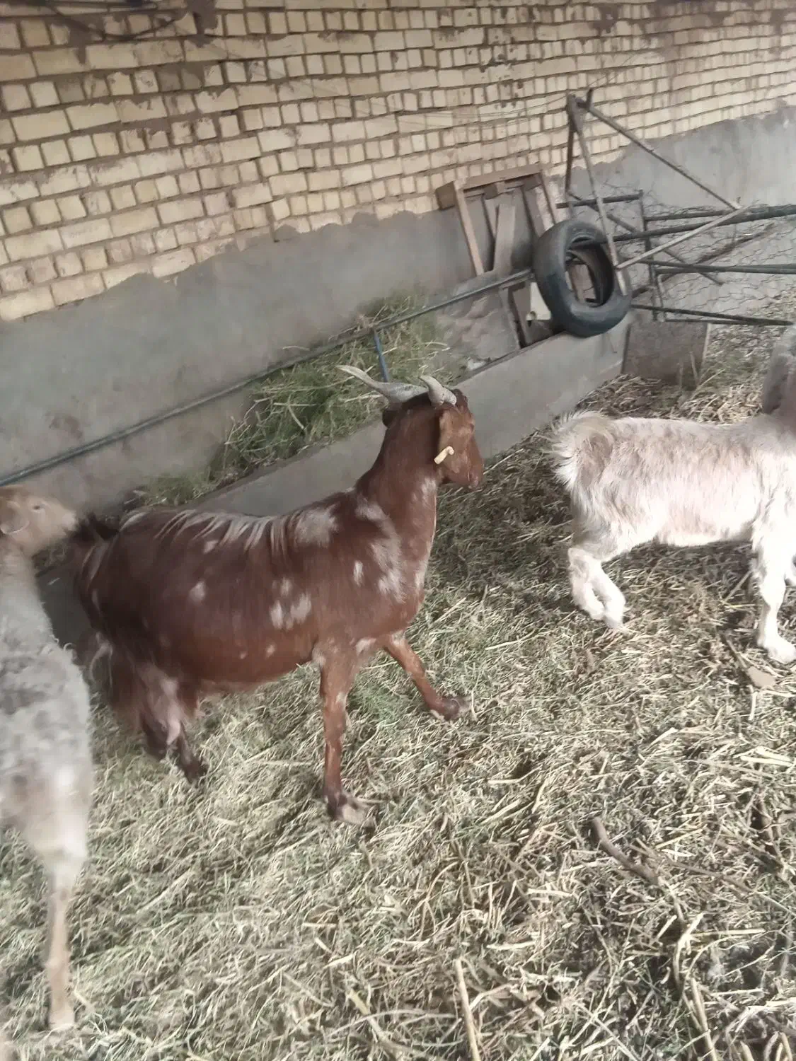 بز و میش و بره|حیوانات مزرعه|یزد, |دیوار