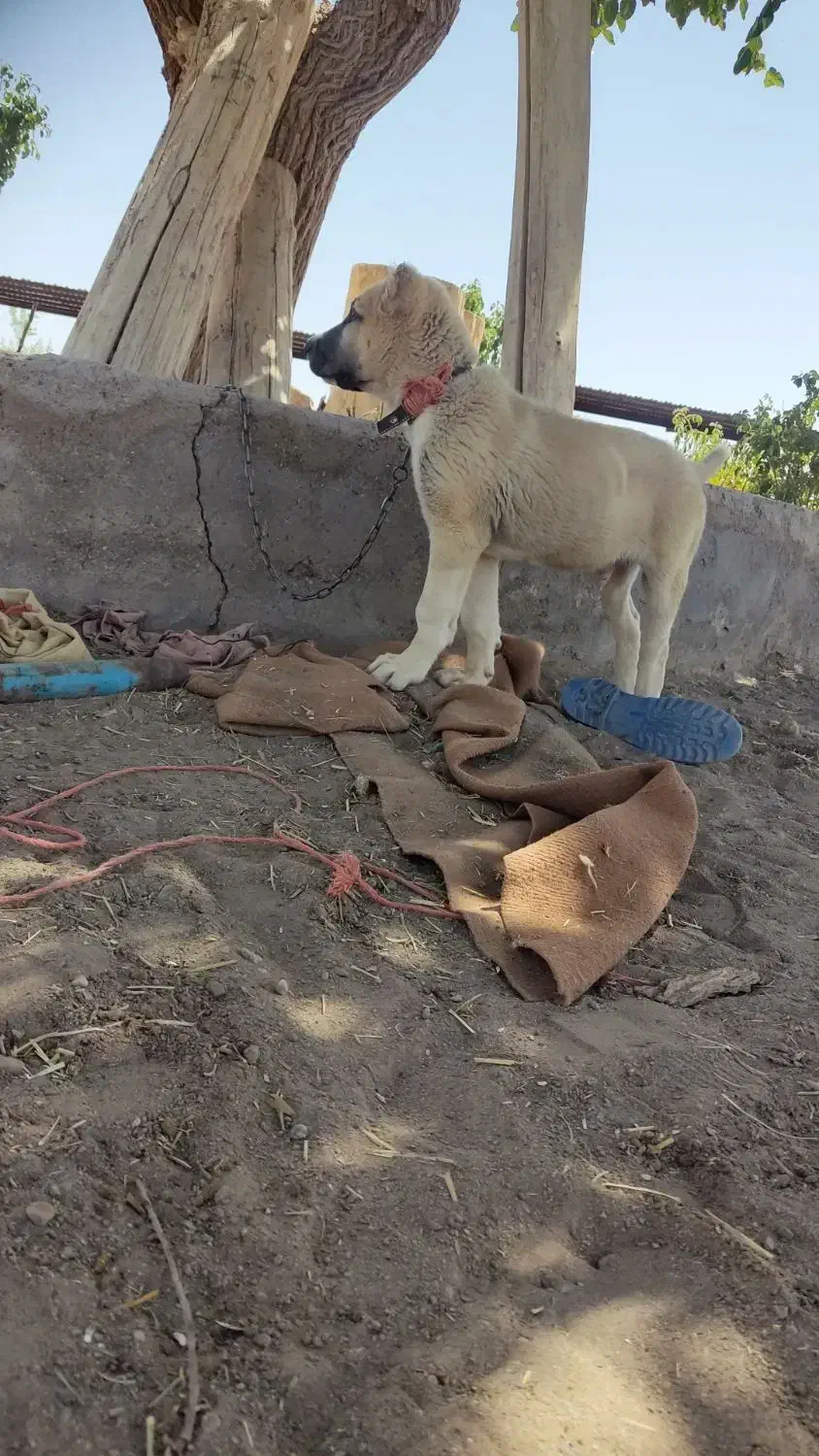 توله خراسانی 6ماه|سگ|رفسنجان, |دیوار