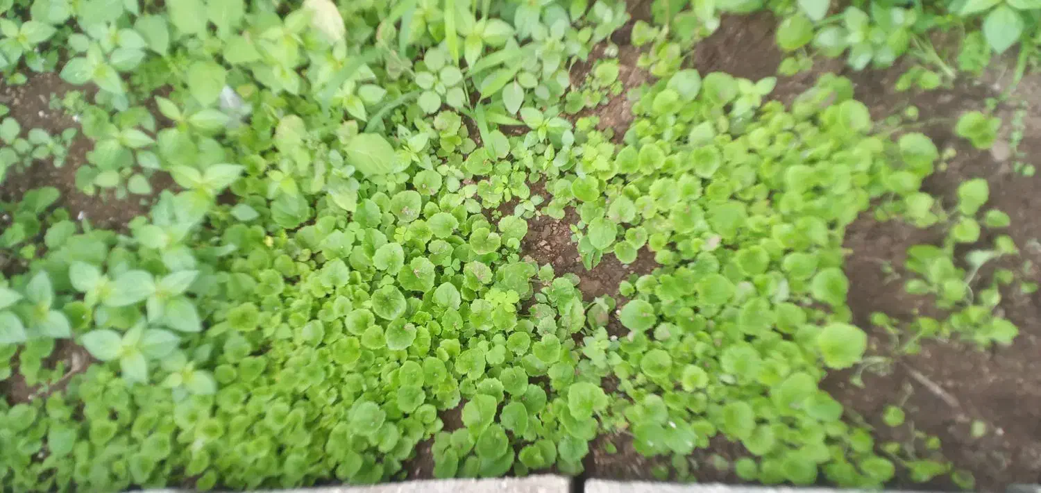 گل سینوره(گل عید)سبدی و شیتل|گل و گیاه طبیعی|لیسار, |دیوار