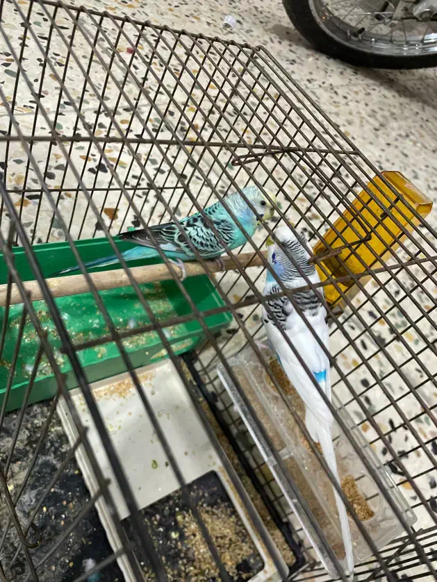 مرغ عشق|پرنده|بهبهان, |دیوار