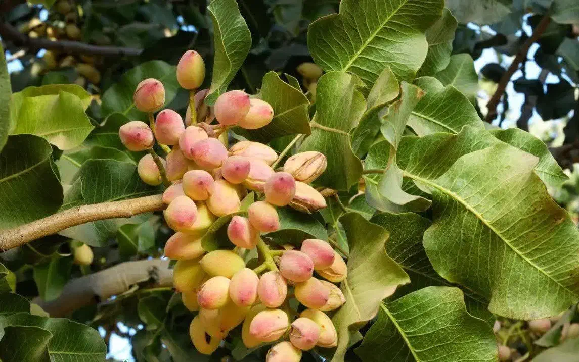 تولید نهال پسته بادامی|خدمات باغبانی و درختکاری|بجنورد, |دیوار