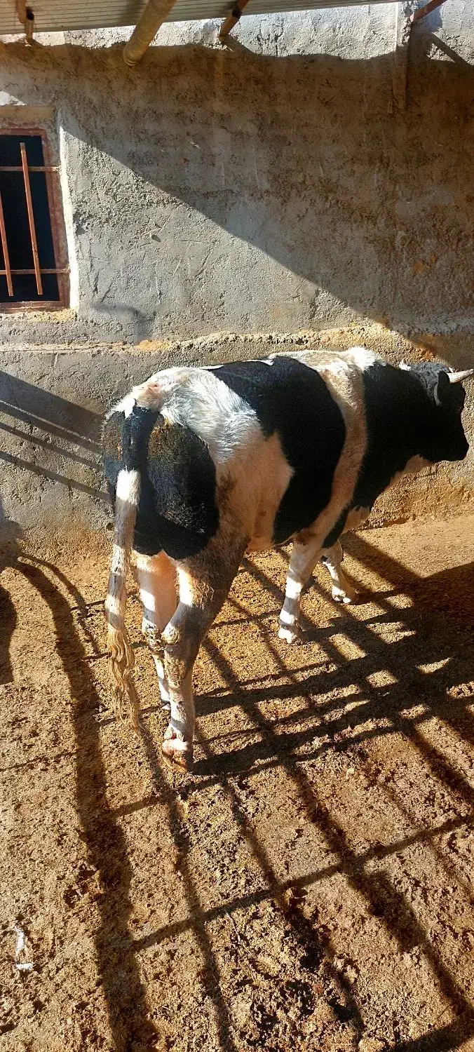 گوساله نر|حیوانات مزرعه|کرج, محمود آباد|دیوار