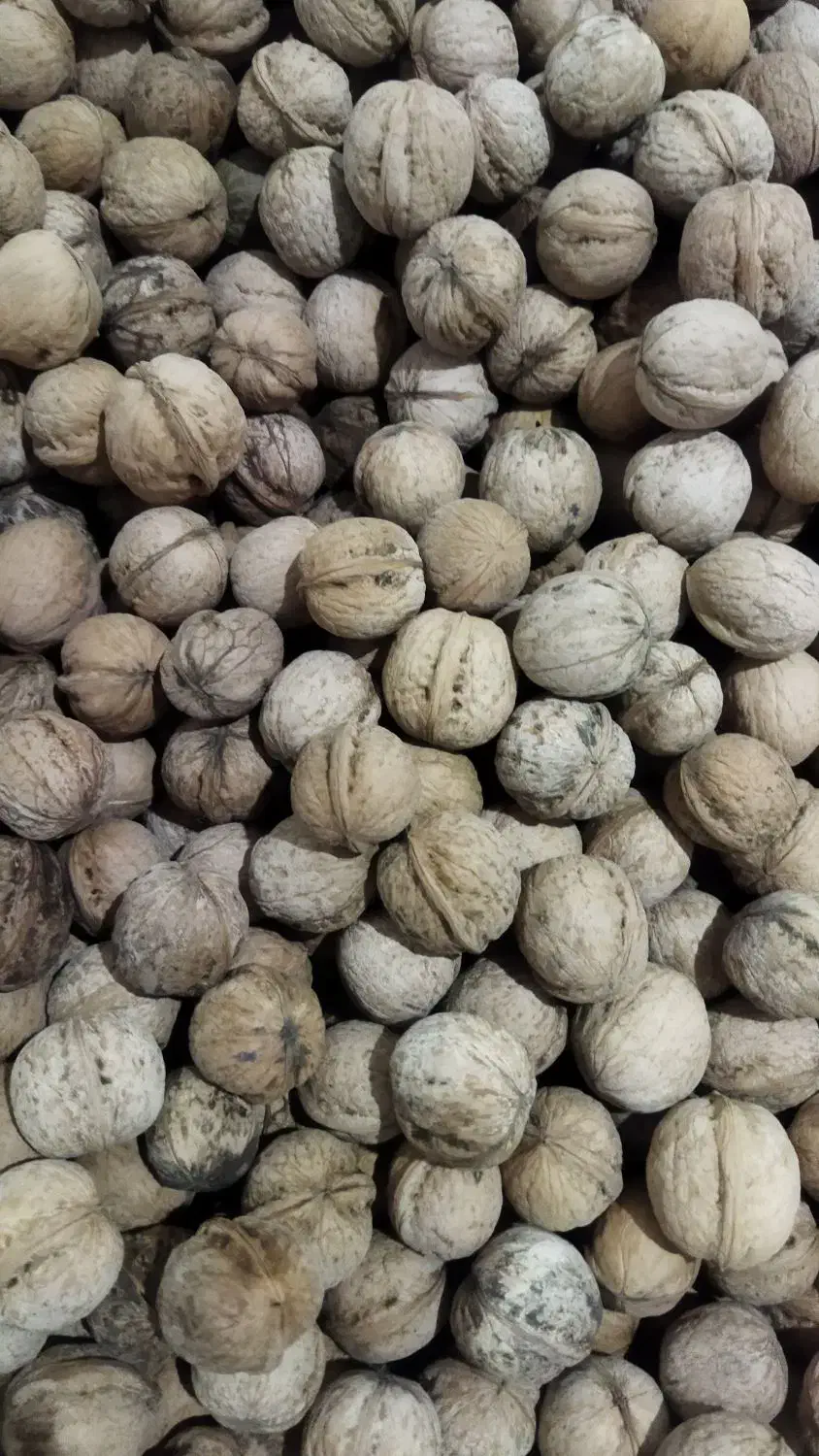 گردو سراب کرند موجوداست|خوردنی و آشامیدنی|دالاهو, |دیوار