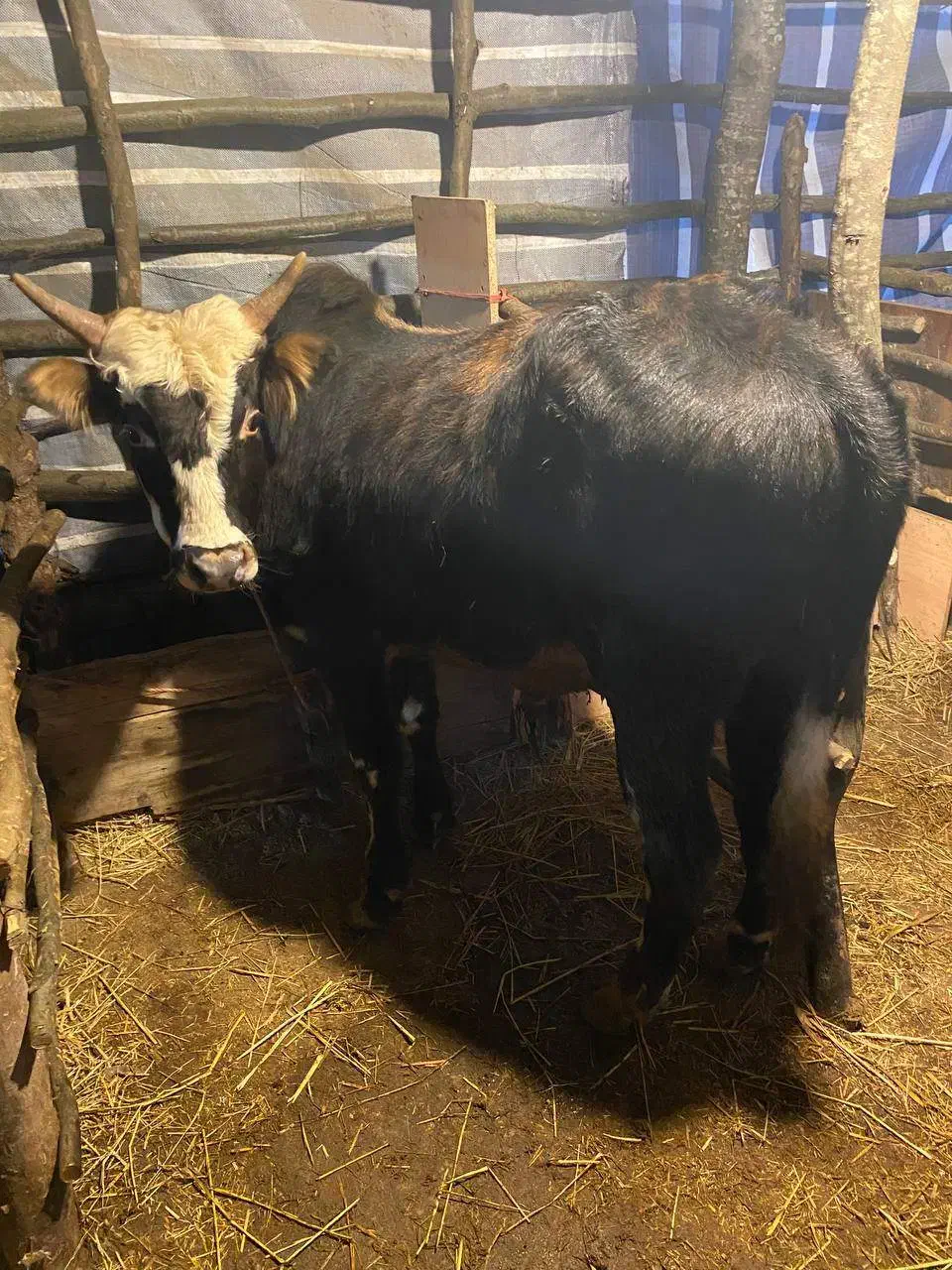 گاو نر|حیوانات مزرعه|اطاقور, |دیوار