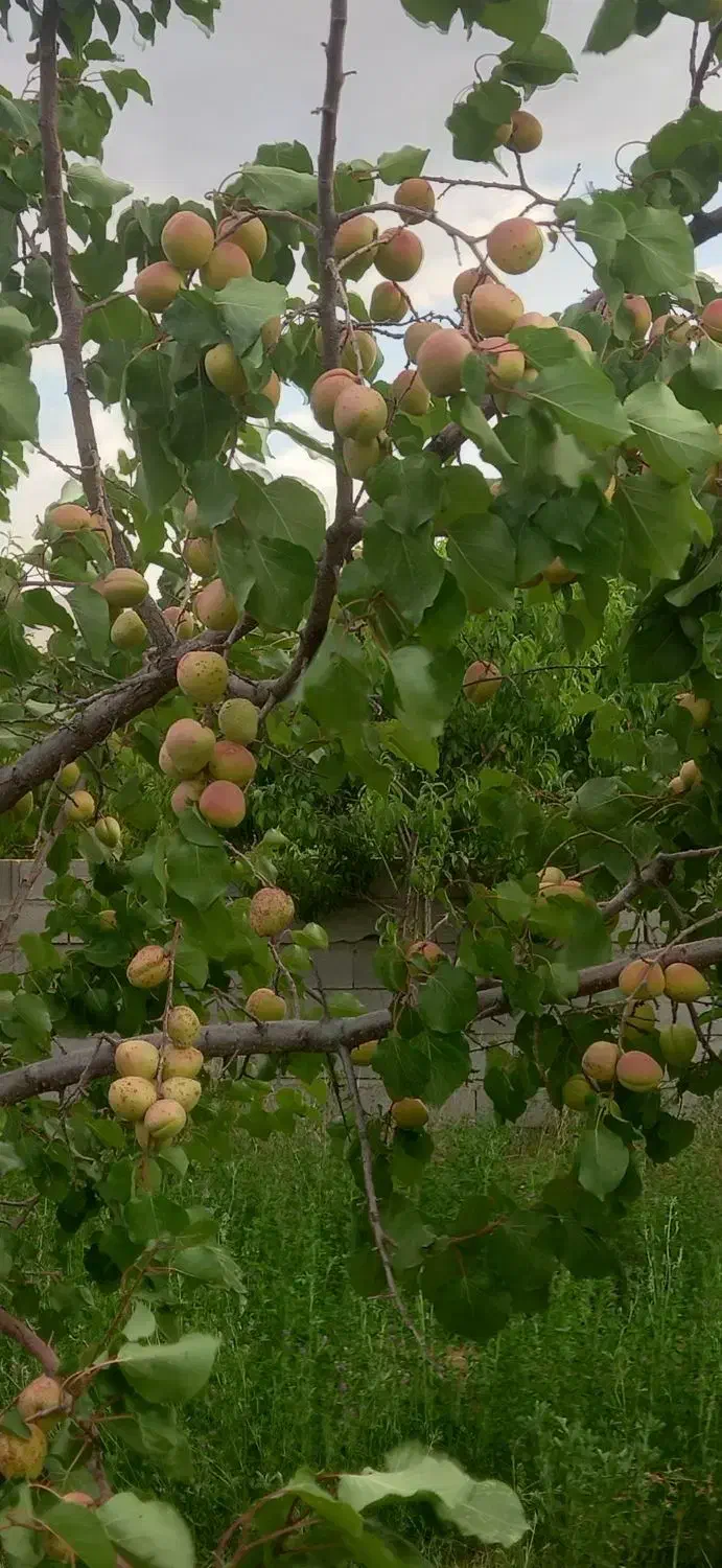 باغی بمتراژ۳۰۰۰ درحسنبیک کندلج معاوضه با آپارتمان|فروش زمین و ملک کلنگی|مرند, |دیوار