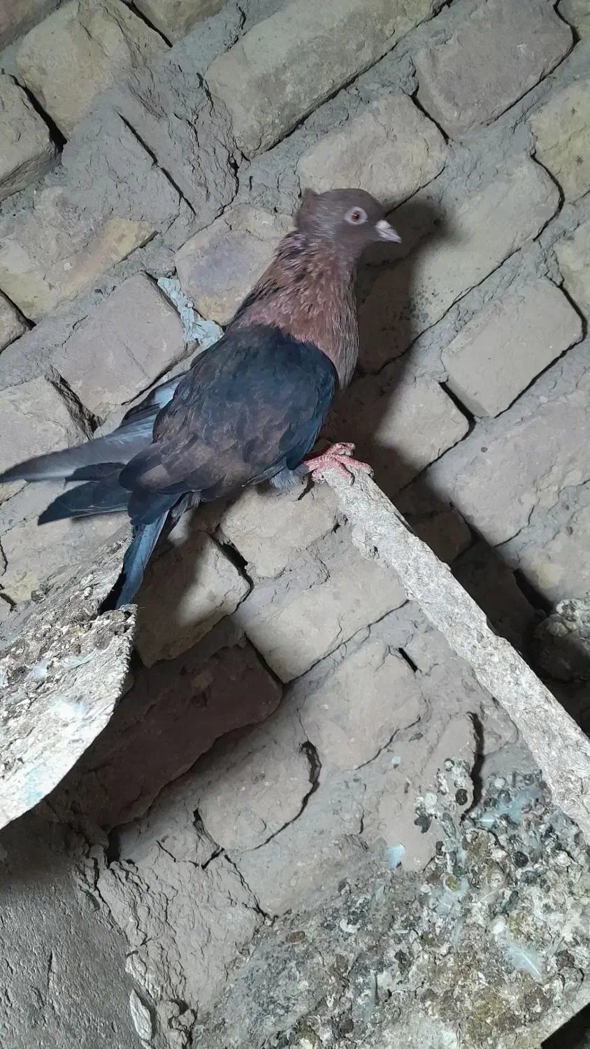 ارشینگل ماده|پرنده|آشخانه, |دیوار