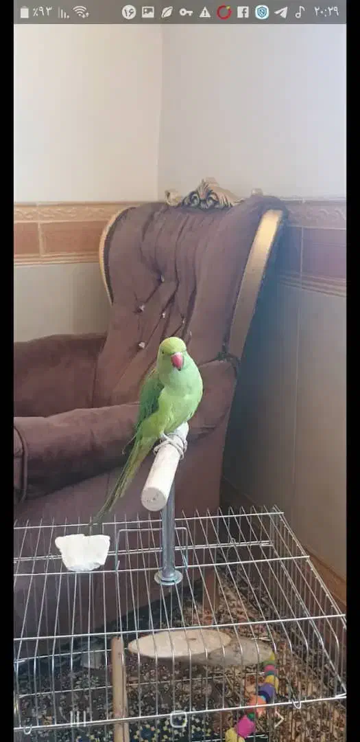 طوطی ملنگو|پرنده|کرمانشاه, |دیوار