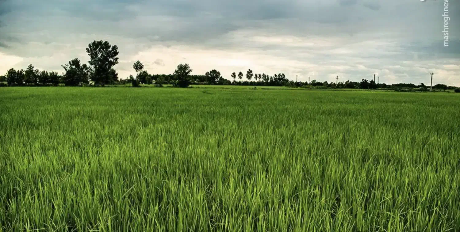 زمین شالیزار|فروش زمین و ملک کلنگی|رشت, نخودچر|دیوار