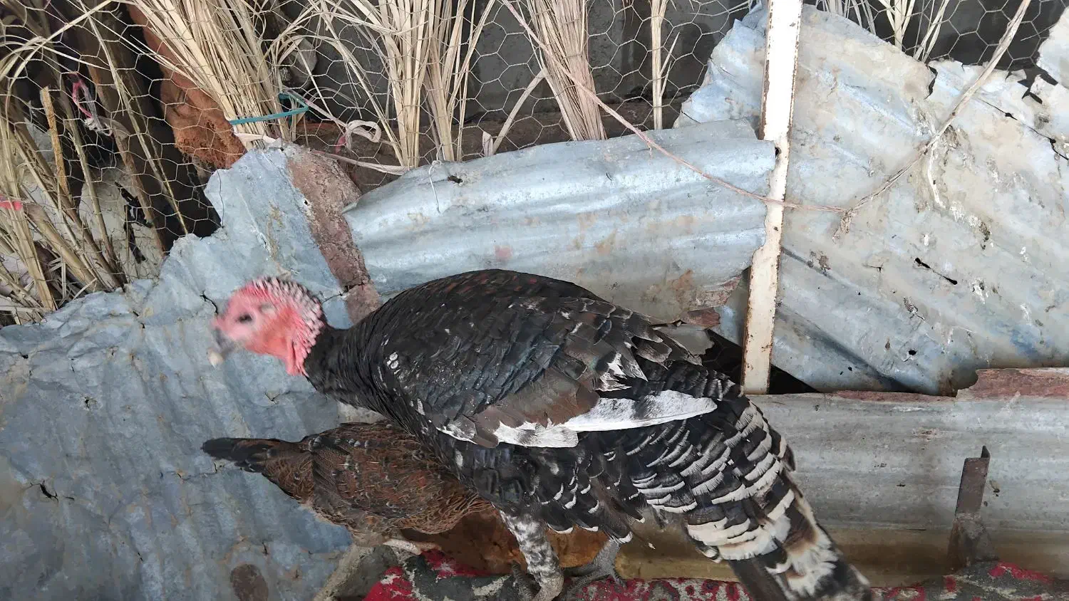 ۲ عدد بوقلمون|حیوانات مزرعه|جزنیک, |دیوار