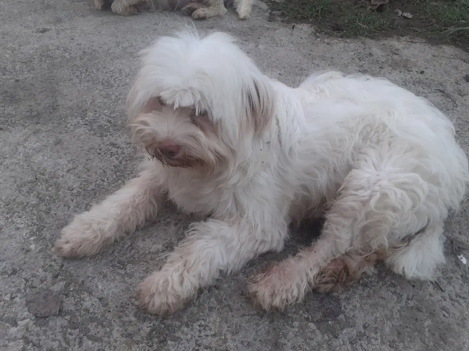 واگذاری سگ|سگ|ماسال, |دیوار