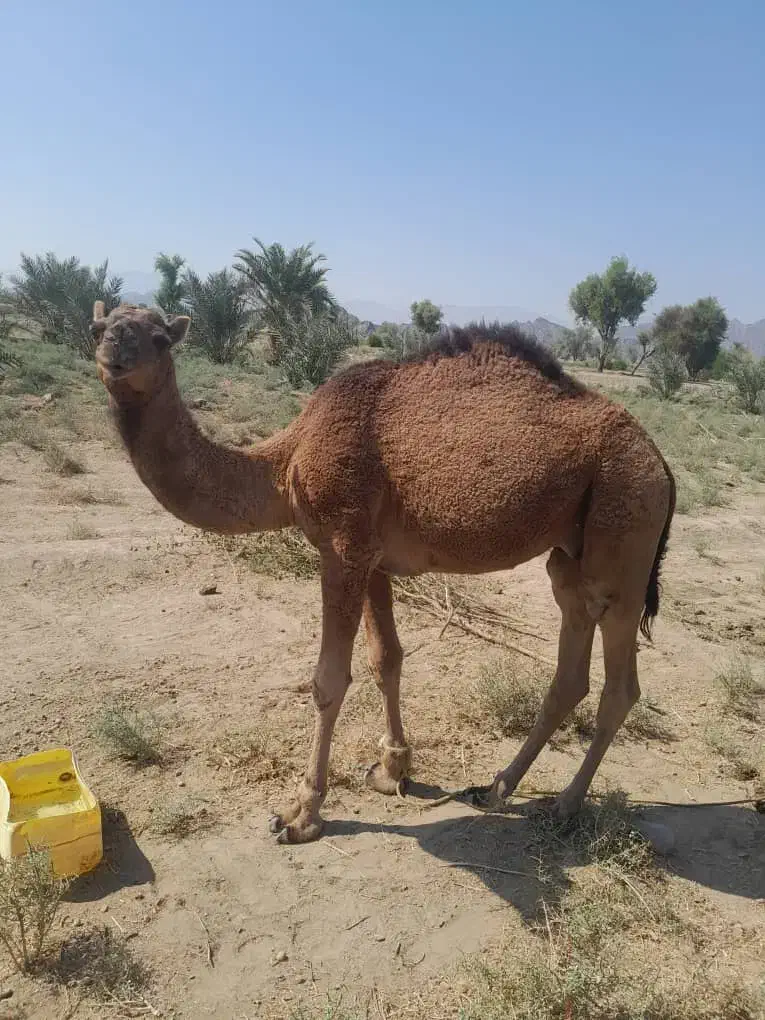 فروش یه نفر شتر نر|حیوانات مزرعه|قلعه گنج, |دیوار