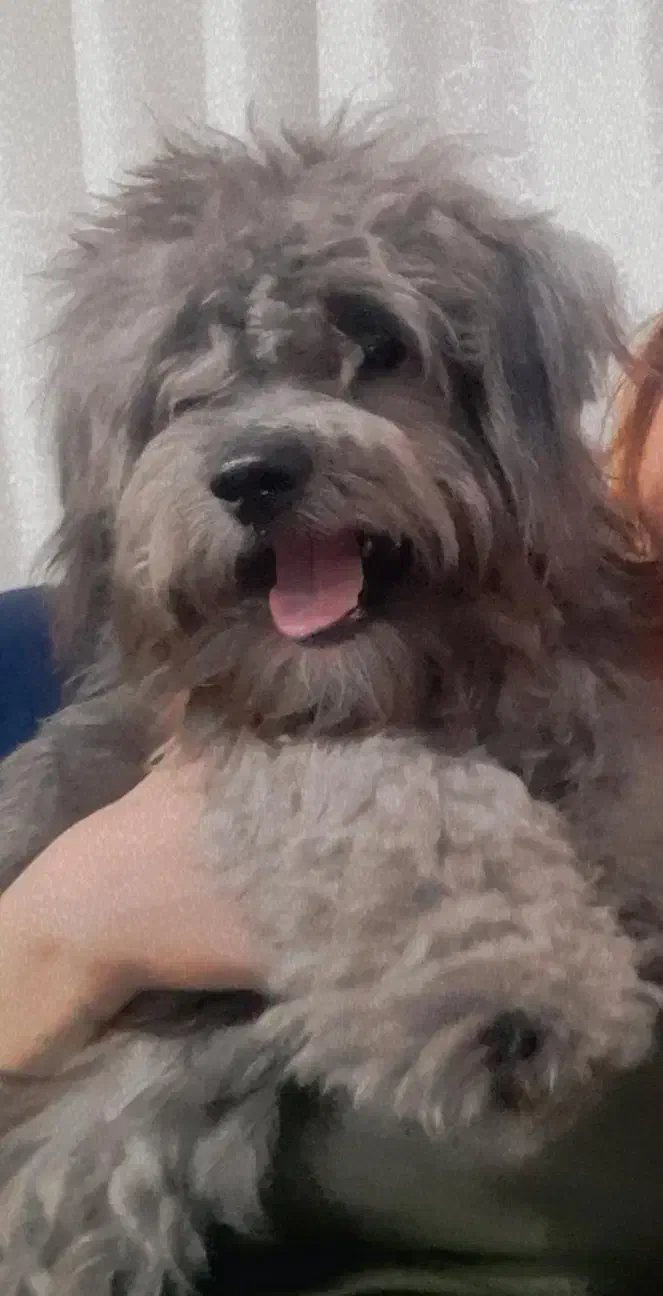 سگ گمشده|حیوانات|نوشهر, |دیوار