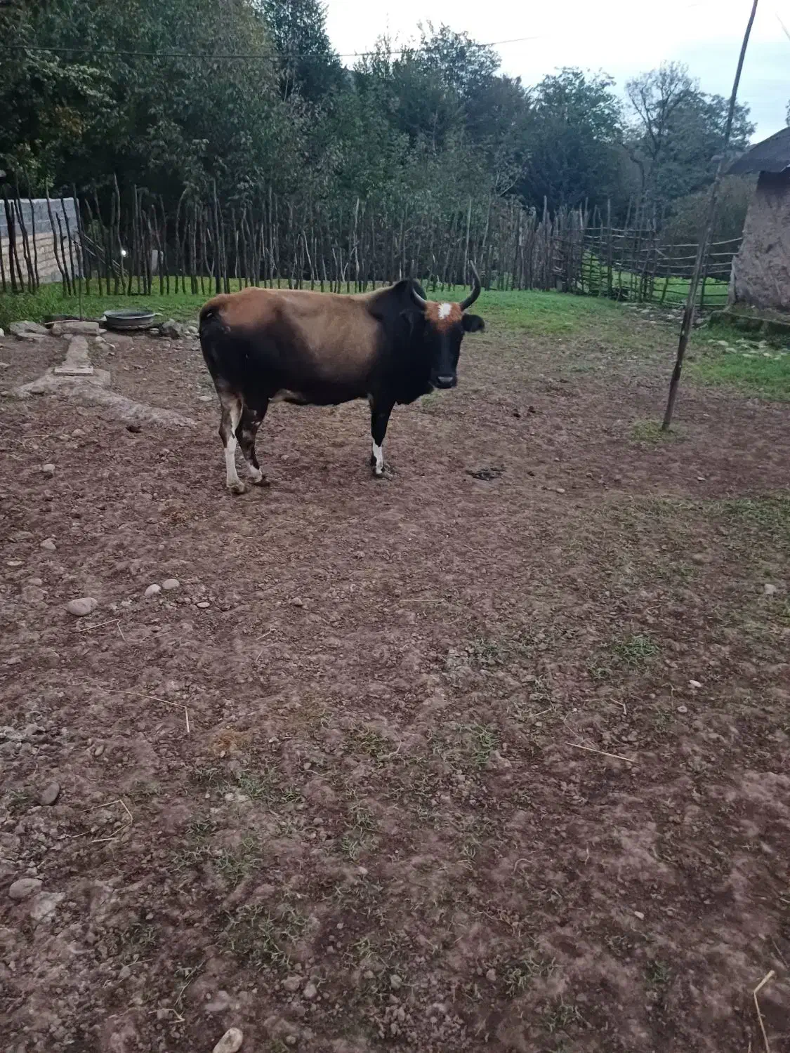 گاو شکمدار|حیوانات مزرعه|توتکابن, |دیوار