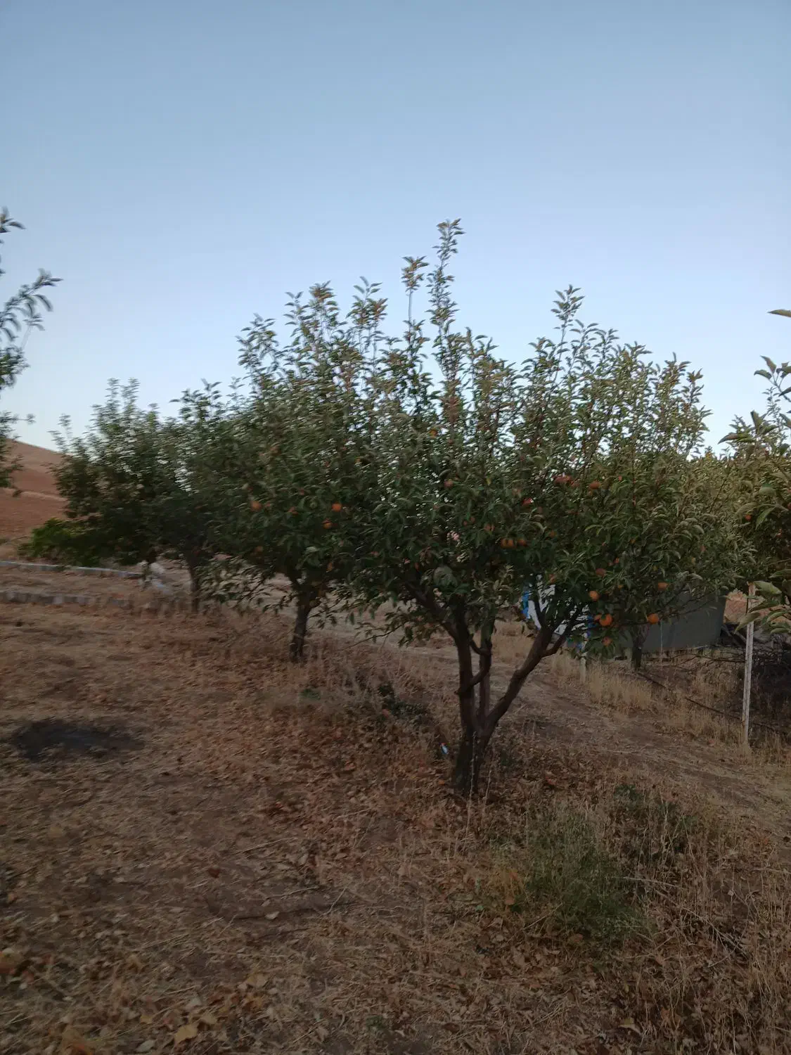 فروش باغ دو راهی لیلمانج|فروش دفتر صنعتی، کشاورزی، تجاری|سنقر, |دیوار