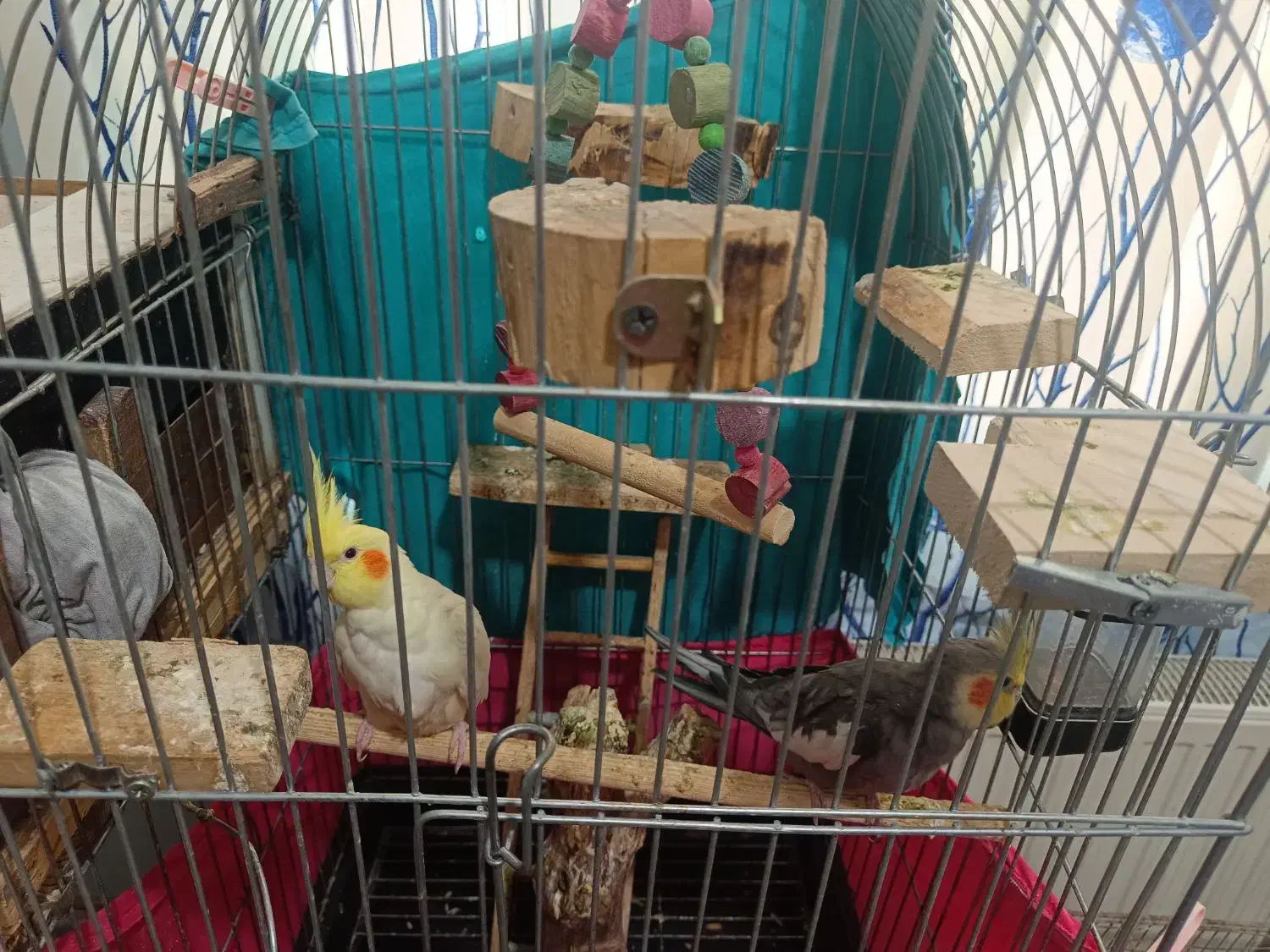 جفت عروس مولد با کلیه لوازم|پرنده|محمدشهر, شهرک پیام (مهرالبرز)|دیوار