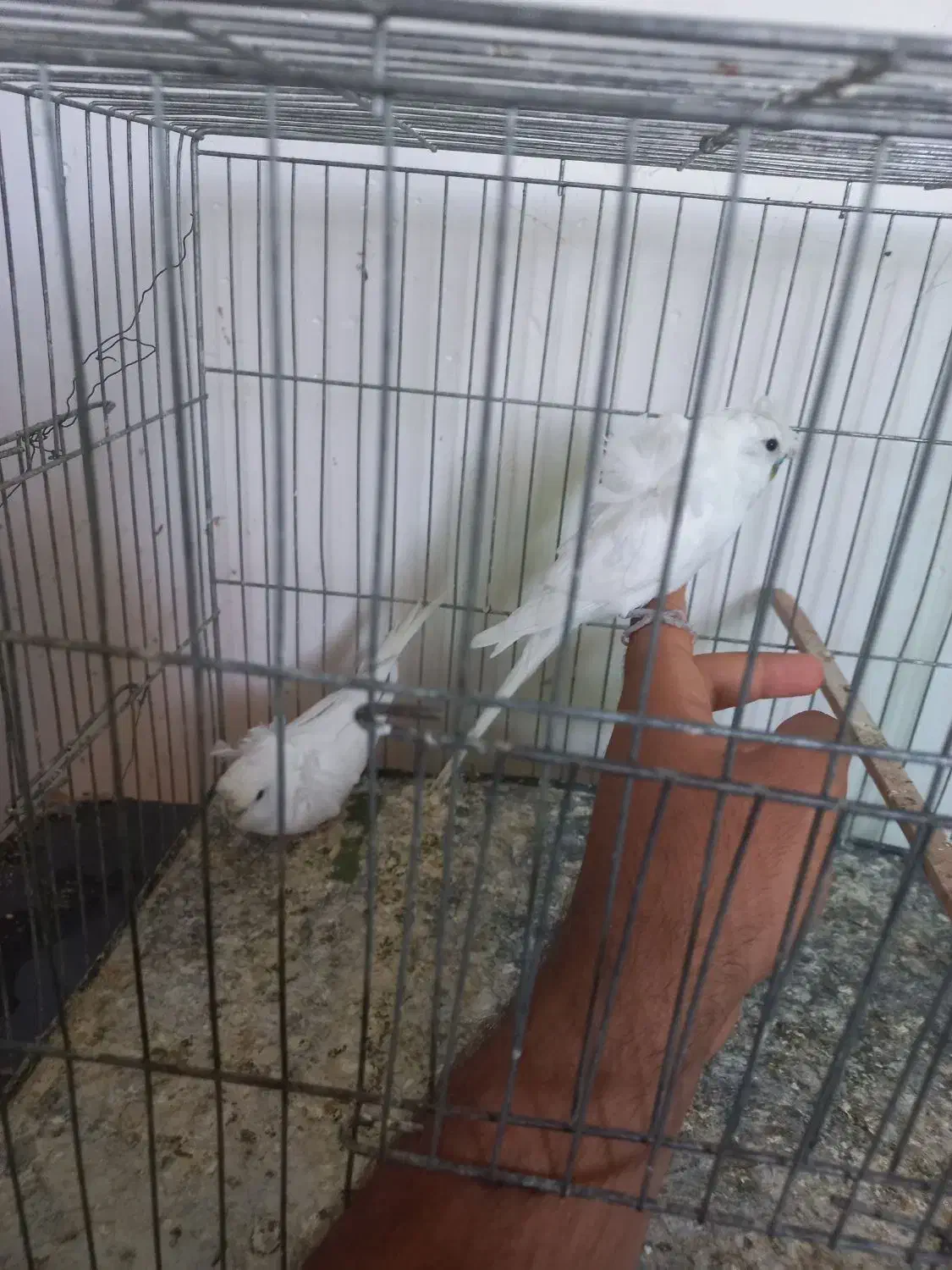 پروانه ای اشتی|پرنده|بندرعباس, |دیوار