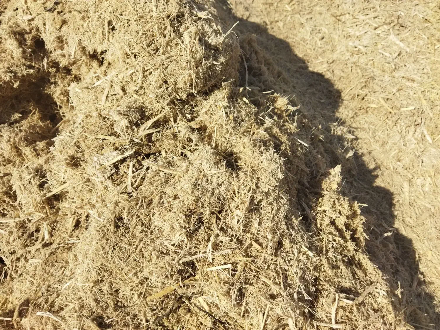 کاه نیشکر علوفه|لوازم جانبی حیوانات|سبزوار, قصبه غربی|دیوار