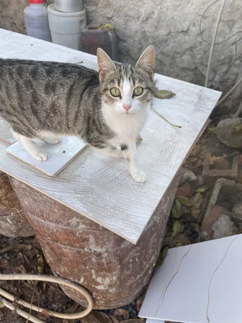 گربه خانگی|گربه|اردبیل, |دیوار