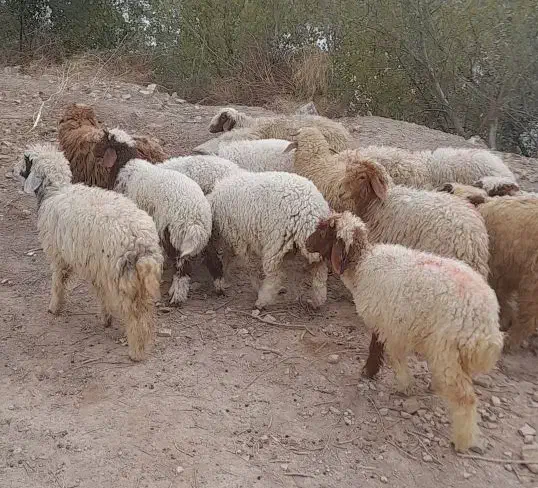 بره نر وماده|حیوانات مزرعه|اهواز, منازل کارون|دیوار