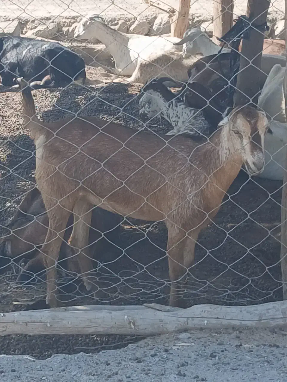 بز نزار گوشتی|حیوانات مزرعه|تخت, |دیوار