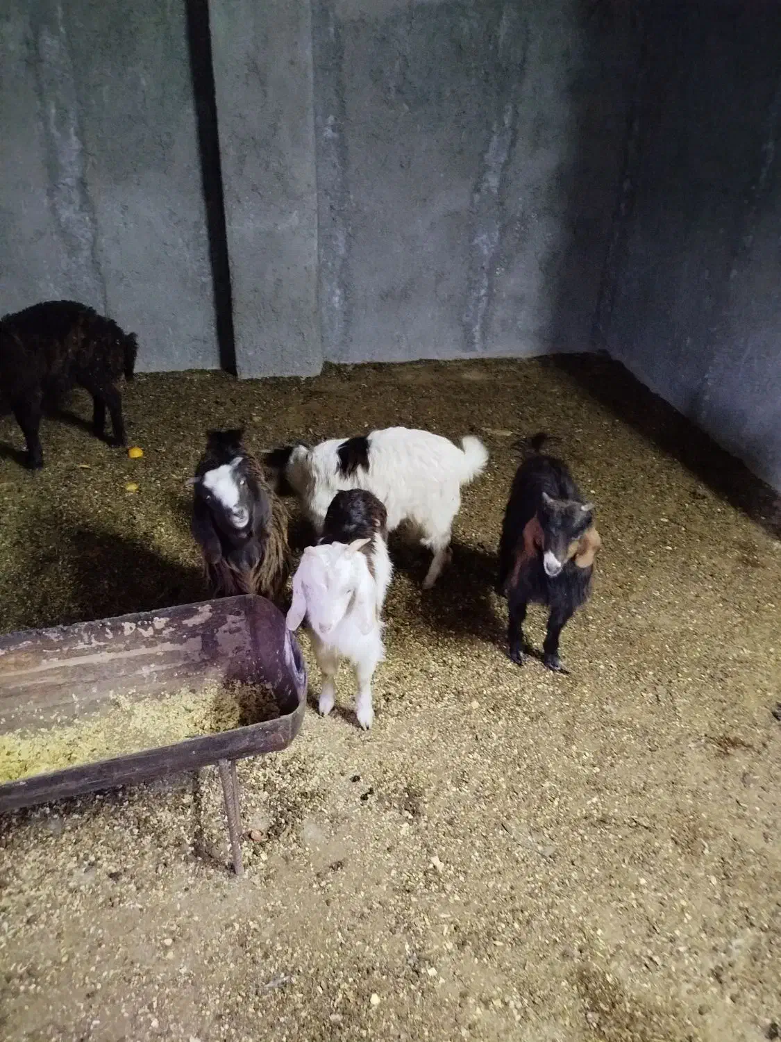 ماده بزغاله|حیوانات مزرعه|شاهرود, |دیوار