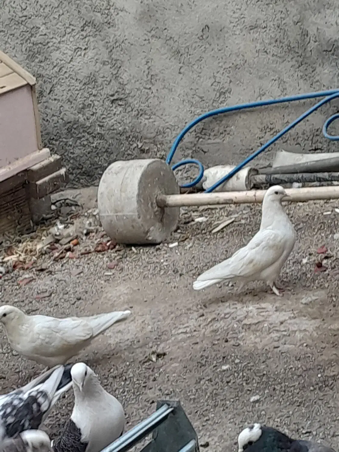 کبوتر پرشی|پرنده|هشتگرد, هشتگرد قدیم|دیوار