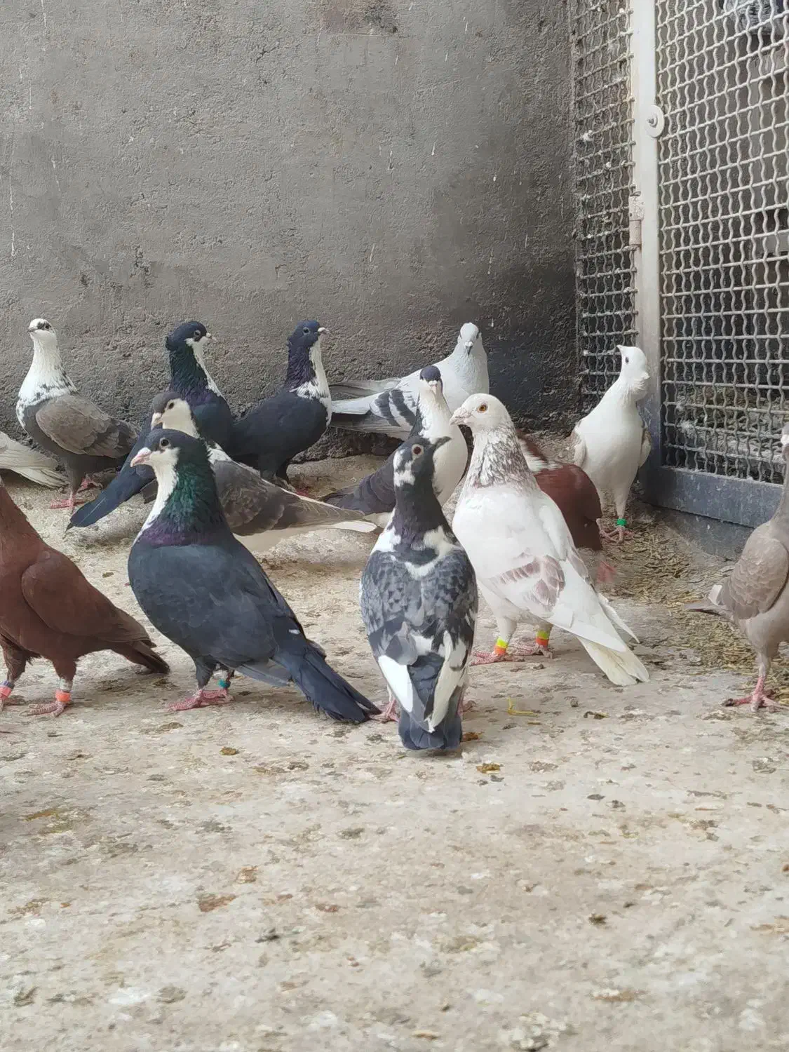 ۳۰عدد رنگی|پرنده|بیرجند, |دیوار