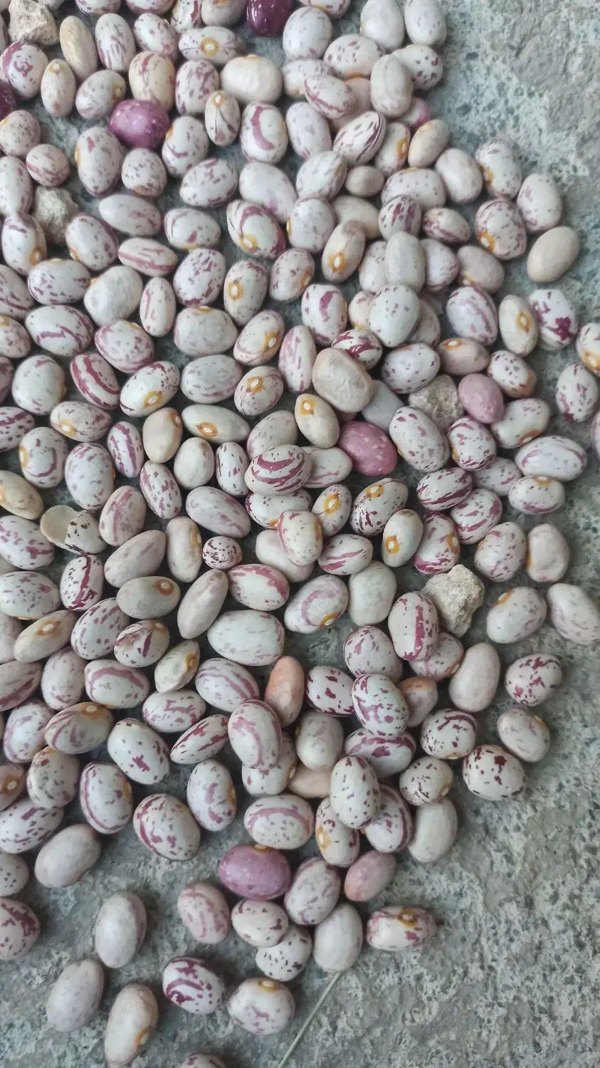 فروش لوبیا چیتی|خوردنی و آشامیدنی|دهگلان, |دیوار