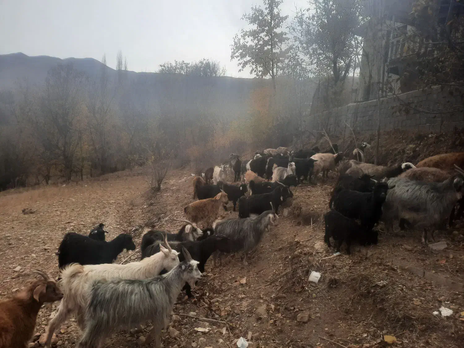 فروش بز با بزغاله|حیوانات مزرعه|ارجمند, |دیوار