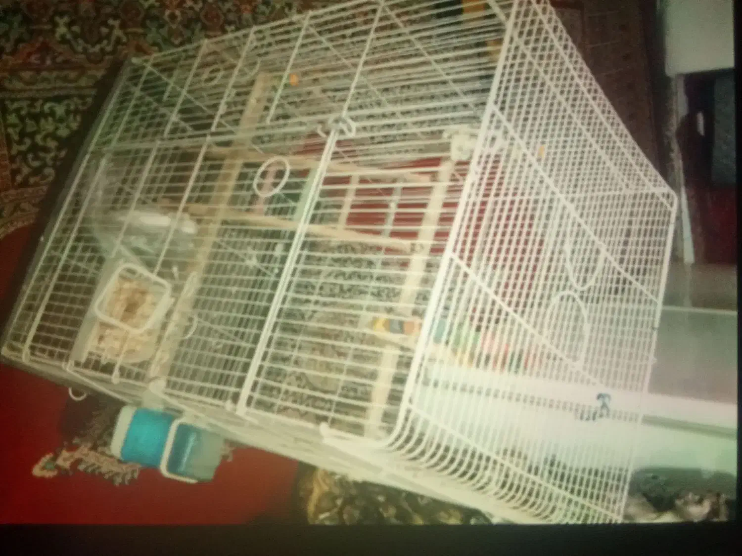 قفس عروس هلندی|لوازم جانبی حیوانات|پاکدشت, پاکدشت (مامازند)|دیوار