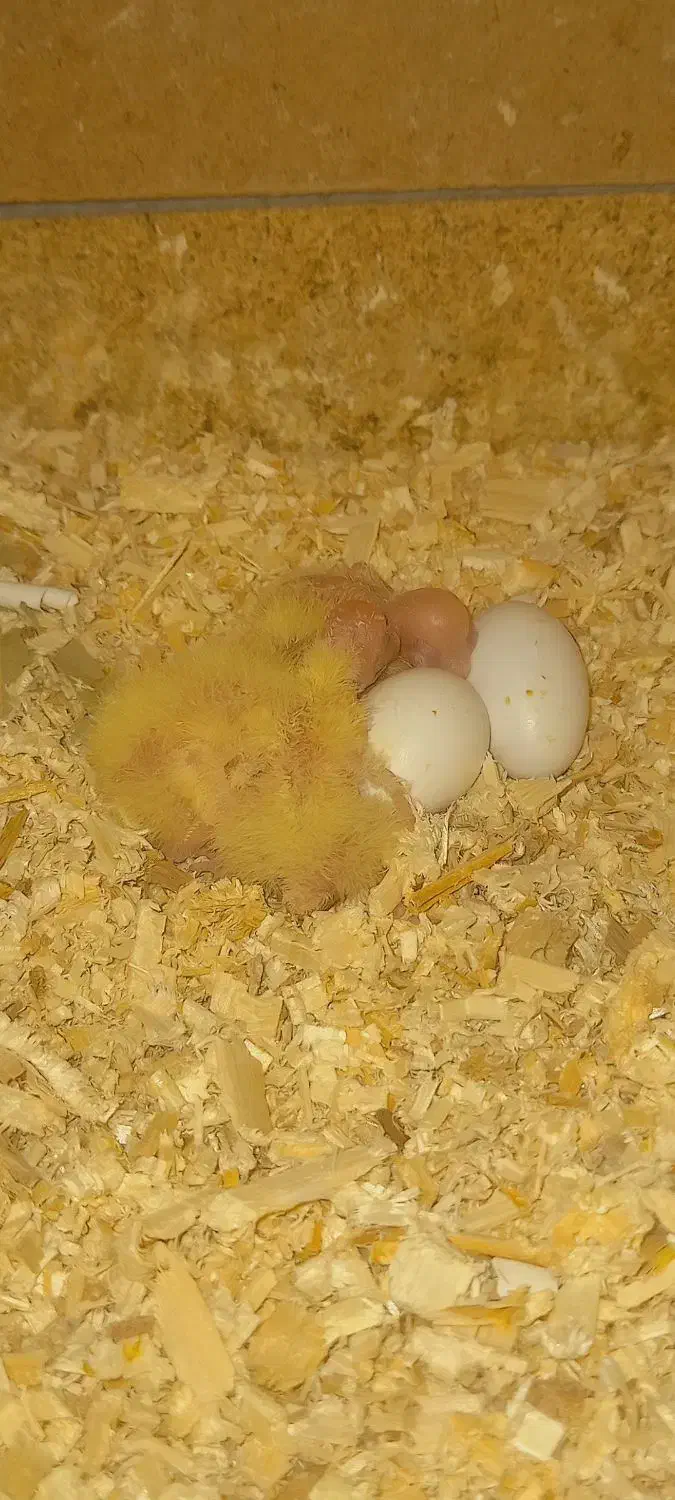 جوجه سرلاکی عروس هلندی لوتینو ۱روزه تا ۱۵ روزه|پرنده|مرودشت, شهرک مهدیه|دیوار