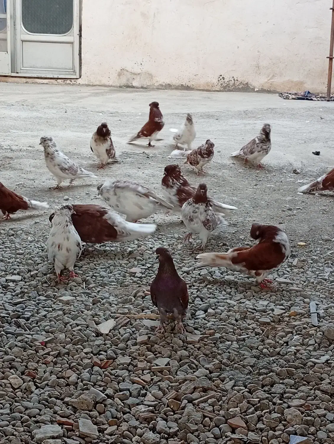 کبوتر گرگی|پرنده|آق قلا, |دیوار