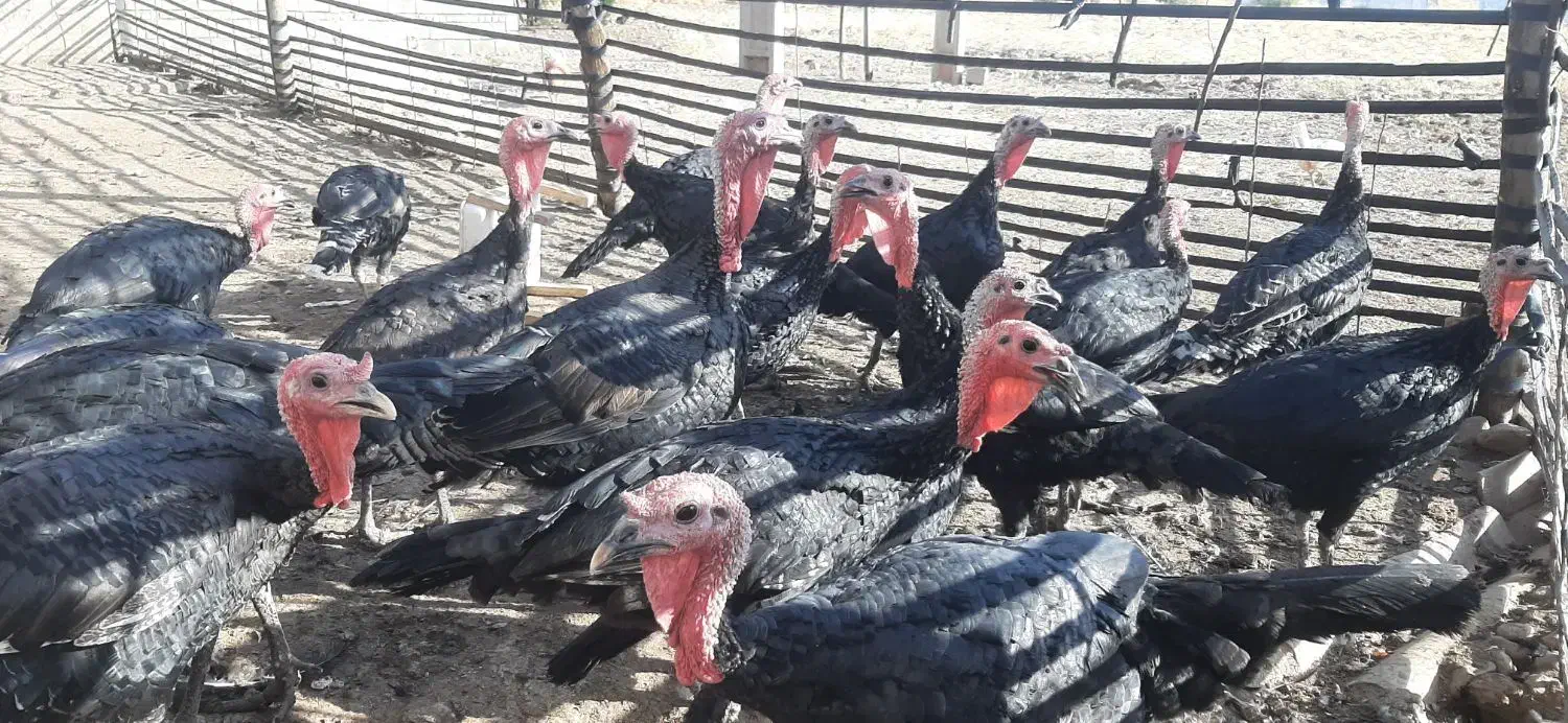 باسلام، بوقلمون نر و ماده چاق اورگانیک درچگنی|حیوانات مزرعه|چگنی, |دیوار