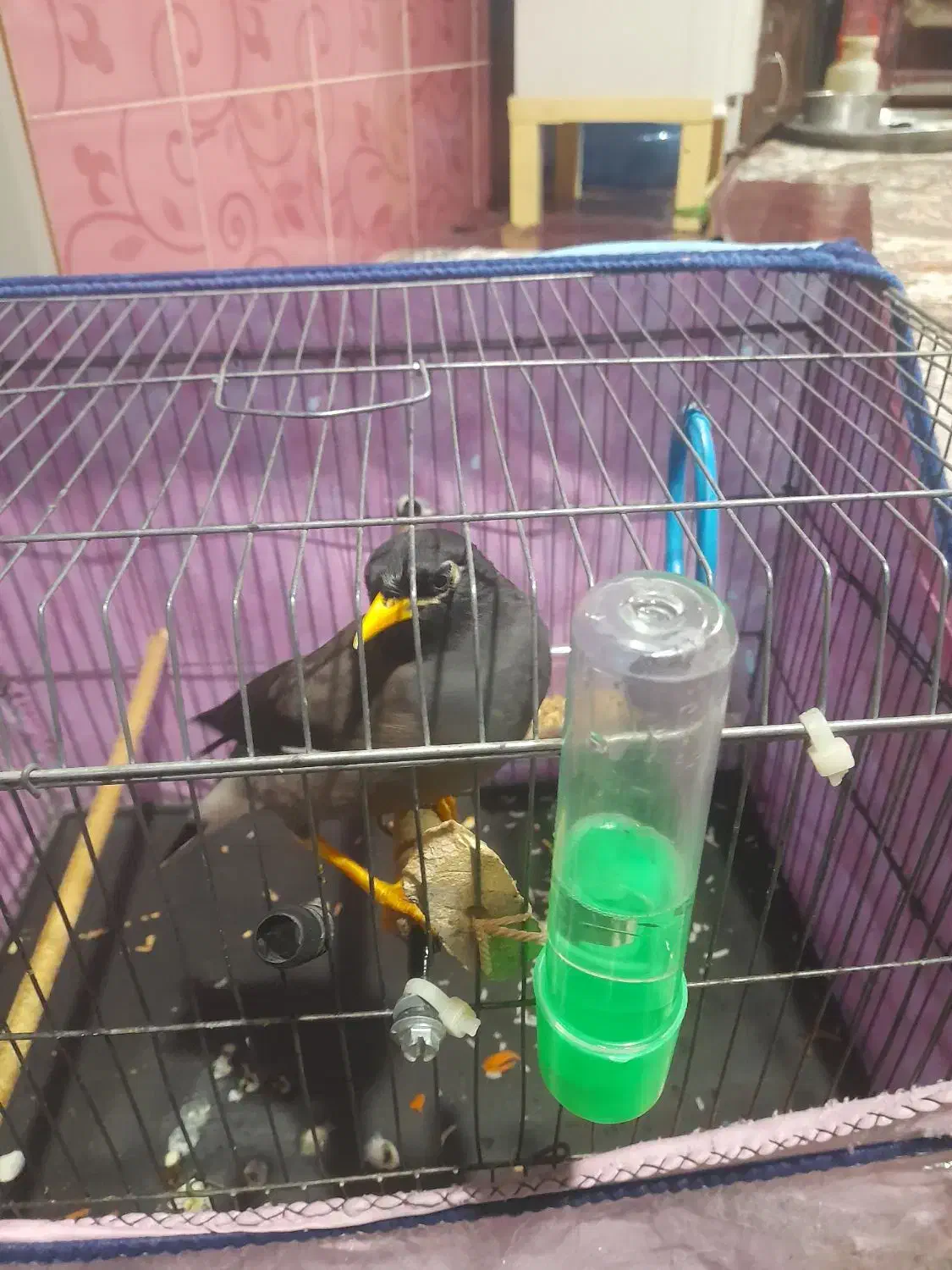 مینا افغان چشم ستاره ای|پرنده|بیکاه, |دیوار